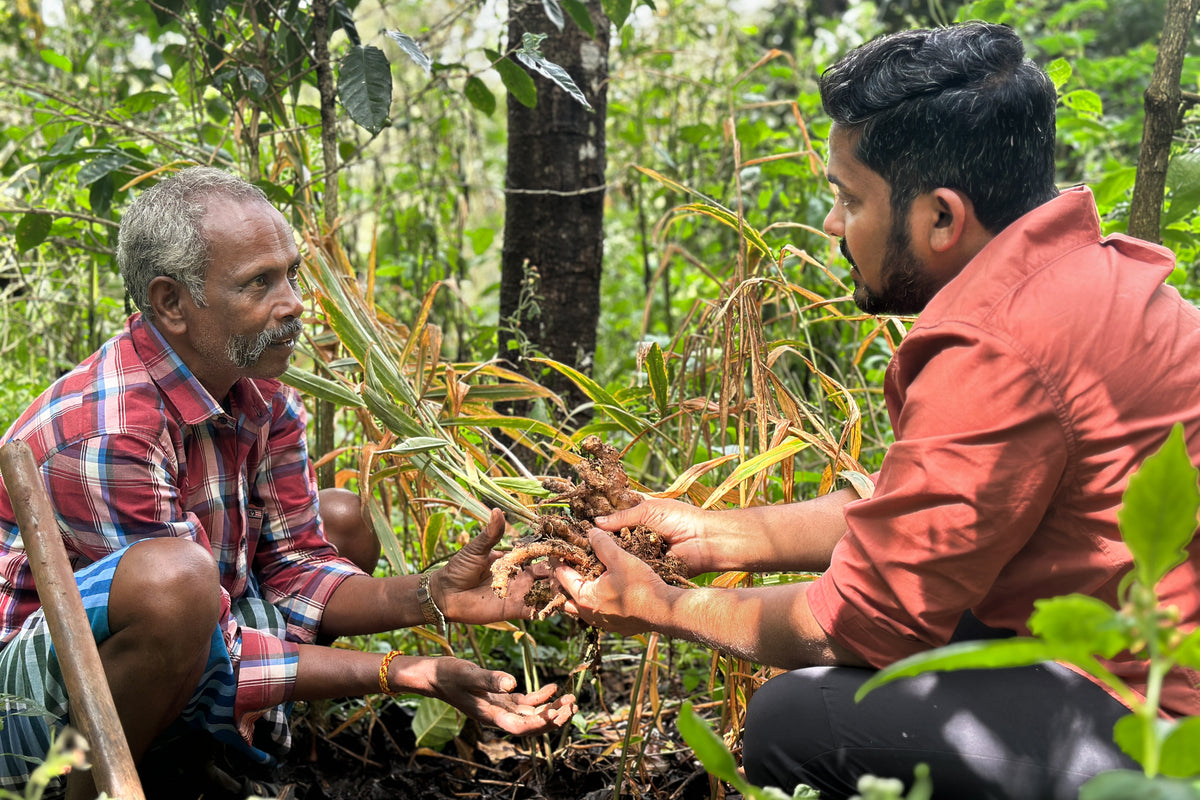 A Roswods partner farmer and team member inspecting freshly harvested turmeric on a regenerative farm